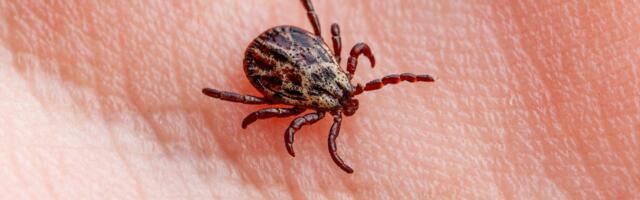 Prvomajski uranak može da vam presedne: Ako vas ujede KRPELJ, jednu stvar nikako ne smete da radite