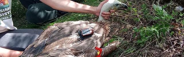 Rajka odletela do Afrike