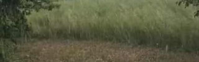 Grad veličine lešnika obeleo dvorišta za minut! Pogledajte samo, jako nevreme pogodilo ovaj grad u Srbiji (VIDEO)