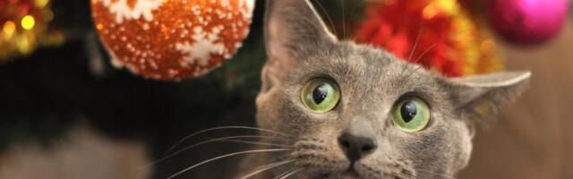 Haos u stanu: Maca napravila lom, jelka završila na podu – kamera sve snimila (VIDEO)