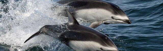 Izgleda da su neki delfini i orke prijatelji – šta se dešava?