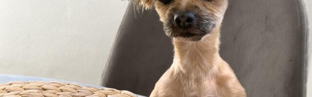 Stari pas pokrenuo lavinu emocija na mrežama: Rasejani Maks zaboravio da uradi OVO pre spavanja