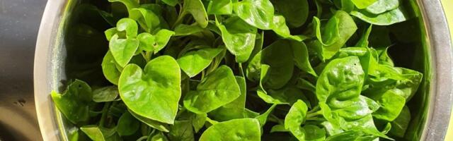 Hipokratova zaboravljena biljka: Energetska bomba - faraoni su je davali robovima svakog dana