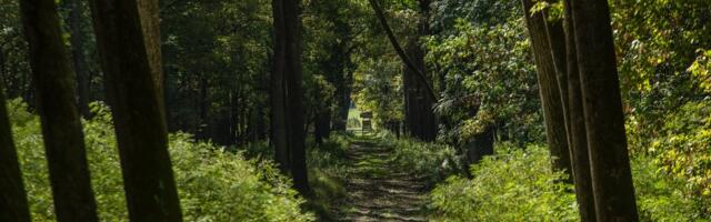 Važne vesti za Srbiju: Šumski divovi ponovo vladaju zapadom, a uskoro se vraća vrsta koja je davno iščezla