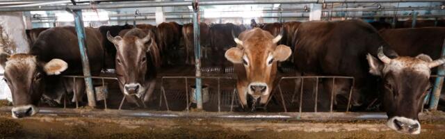 Antraks potvrđen kod krave u Šipovu