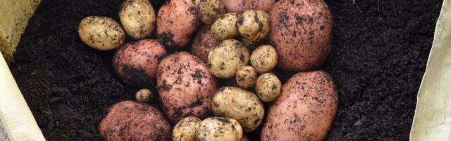 Da li je za jelo bolji crveni ili beli krompir? Razlika je ogromna - evo koji ima više skroba