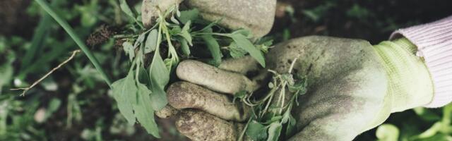 Ovako ćete se rešiti korova čas posla bez čupanja: Potrebna su vam samo 2 sastojka iz kuhinje i 3 minuta