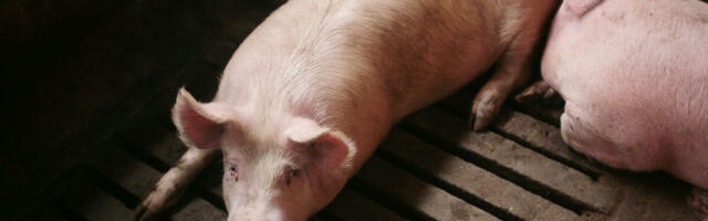 Evo gde su otkupne cene skočile, a gde pale: Ovo su nove cene stoke u Srbiji