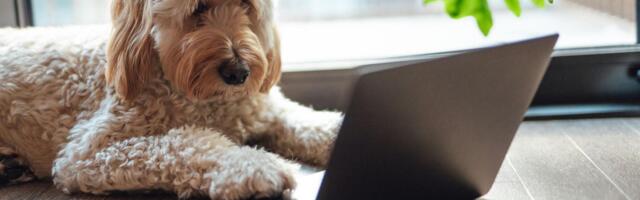 Jesmo li bliže razumevanju onoga što životinje govore