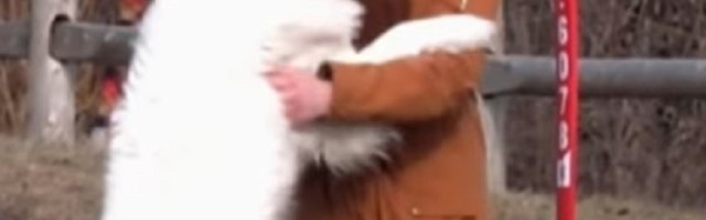 Ne postoji takva ljubav kao pas što voli: Predana životinja spasila je svog vlasnika rizikujući sopstveni život