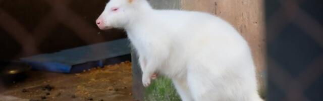 "KAD JE MALA BELA PAHULJA IZVIRILA - SVI SMO BILI ŠOKIRANI!" Beo Zoo Vrt dobio najneobičniju prinovu! Ovo je prava retkost! Sada se SVI BRINU O NJOJ! (FOTO)