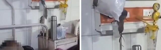 HOROR U BOLNICI! Pacovi pored pacijenata i lekova, pokušavaju da pronađu hranu, SNIMAK IZAZIVA JEZU