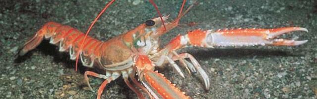 Pazite da vam obrok ne pobegne (VIDEO)