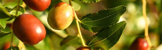 Radiša gaji voće za koje je malo ko čuo: Samo jedan kilogram dostiže cenu od 1.200 dinara