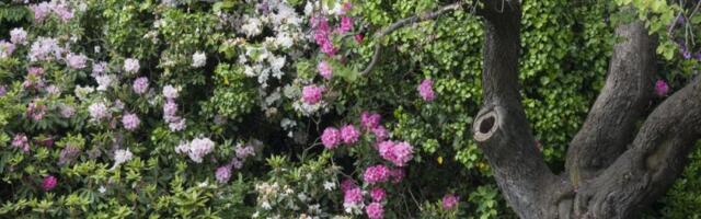 Cveće koje donosi sreću celoj porodici: Zasadite ga u bašti i očekujte blagoslove