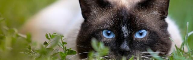 Svaki vlasnik primećuje jedan pokret mačke: Pre nego što skoči, ona NAMESTI TELO u tačno određen položaj