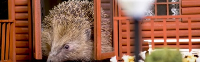 Ježevima preti izumiranje: Napraviljen park za "spas" (VIDEO)