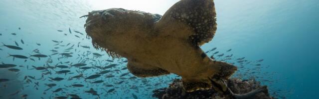 Spustio kameru na 150 metara dubine, pa snimio opakog predatora: Pojede ajkulu u jednom zalogaju!