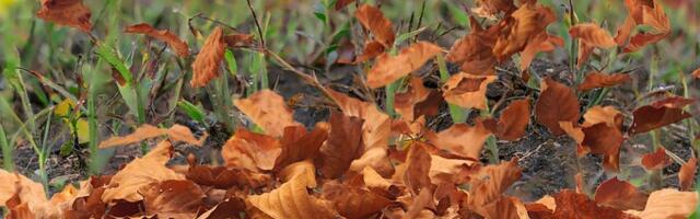 I narednih dana vetrovito u Novom Sadu, ali toplije