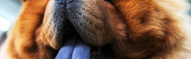 Zašto čau-čau ima PLAVI JEZIK: Otkrivena GENETSKA TAJNA jedne od najprepoznatljivijih rasa pasa