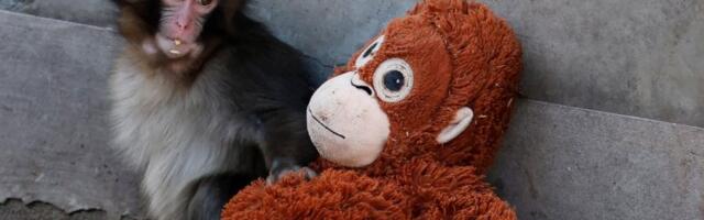 Tri razloga zbog kojih je internet opsednut majmunom Pančom