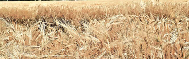 Субвенције само онима који стварно обрађују земљу