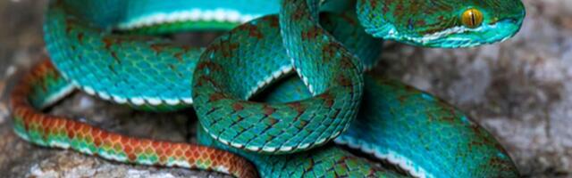 U pećinama Kambodže otkrivene nove vrste: fluorescentne tirkizne i otrovne "leteće" zmije, pegave žabe...