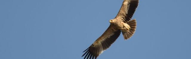 Društvo za zaštitu i proučavanje ptica: Par mladih orlova krstaša uspešno leti
