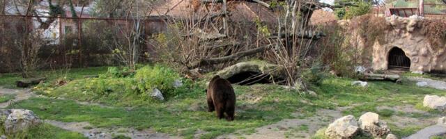 Direktorka negira da su životinje zanemarivane, SSP najavljuje prijave: Šta se dešava u Zoo vrtu "Palić"?