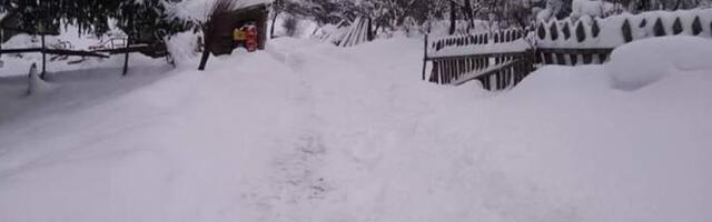 Jezivi snimak iz srpskog sela kruži mrežama! Zver se šunja sama po ulicama: "Svojim očima sam video kako..."