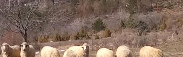 Ovaj biznis na Balkanu je veoma isplativ: Ipak, retki se njime bave