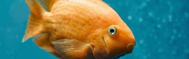 Fascinantna odbrana ribica od bakterija i parazita: Kako imuni sistem PAMTI bolesti iz prošlosti