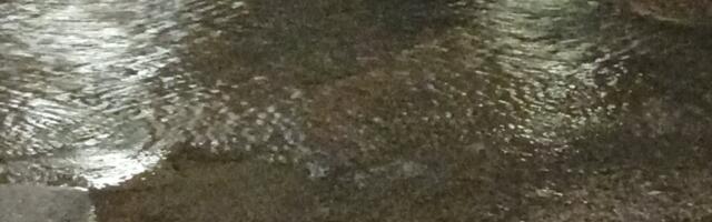 Čitaoci javljaju: Pukla cev u ulici Otona Župančiča, jedno dvorište poplavljeno