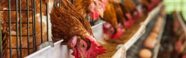 U jajima sa farme koka nosilja otkrivena opasna bakterija