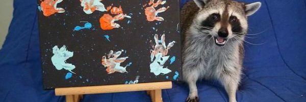 Rakun slikar postaje internet senzacija