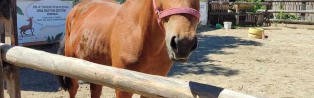 Srećan kraj ili novi početak za kobilu Aureliu iz Zoo Kutka! Njen novi dom biće u Salcburgu