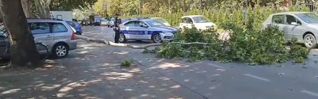 Palo drvo na Bulevaru Nemanjića u Nišu, biciklista srećom izbegao teže povrede
