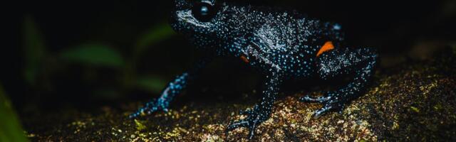 MAGIČNE ŽABE Ova jedinstvena stvorenja su nestala bez traga, a tek da čujete ko im je UNIŠTAVAO STANIŠTA