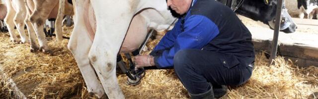 Poljoprivrednici traže zaštitu, država bez odgovora: Hoće li iko stati iza domaćeg mleka?