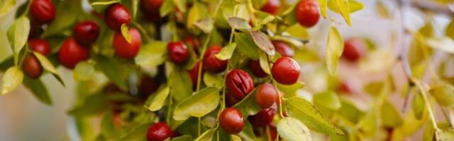 RADIŠA JE ZASADIO VOĆE ZA KOJE MALO KO U SRBIJI ZNA! Kilogram prodaje za čak 1.200 dinara, razvio UNOSAN BIZNIS!