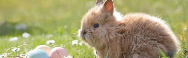 Roganović čestitao Uskrs vernicima koji slave po gregorijanskom kalendaru