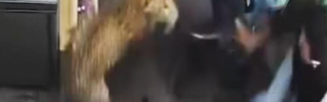 Leopard uleteo u prodavnicu pića i napao radnika: Jeziv snimak pokazuje borbu "prsa u prsa"