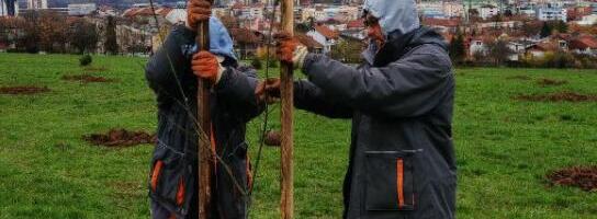 ZASAĐENO STO NOVIH SADNICA DRVEĆA NA BAGDALI! Kruševac planira da zasadi 700 mladica (FOTO)