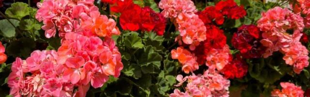 Napravite infuziju za muškatle: Cvetaće kao nikad do sada do kraja leta