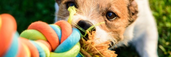 Zašto je važno da pas ima igračke