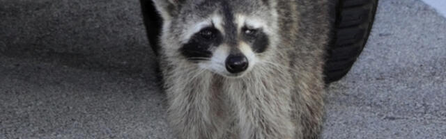 NESVAKIDAŠNJI PRIZOR: Raku­na zatekli mrtvog pijana u prodavnici alkohola!