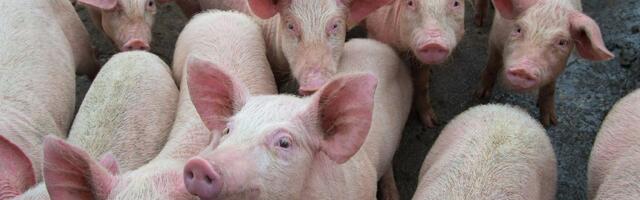 Prasad 500 din/kg, jagnjad oborila rekord: Ovo su cene po gradovima