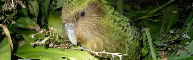 Retki novozelandski papagaj bez sposobnosti za let ponovo počinje da se razmnožava