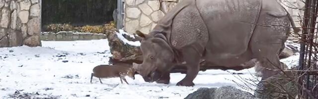 Snimak koji je osvojio svet: 13 kilograma samopouzdanja - mali junak izazvao nosoroga teškog 1,7 tona