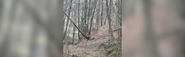Neverovatan snimak iz okoline Ivanjice: Lovci tokom potrage divljači videli NJIH, odmah su uzeli kamere u ruke